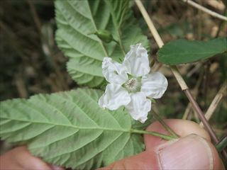 ビロードイチゴ